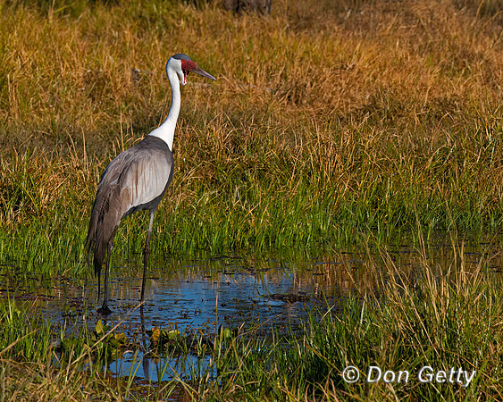 Wattled Crane
