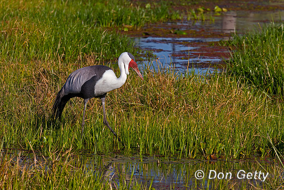 Wattled Crane