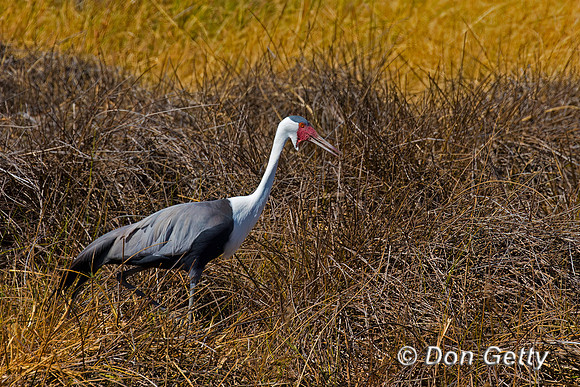 Wattled Crane