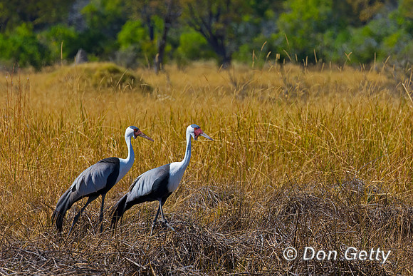 Wattled Crane