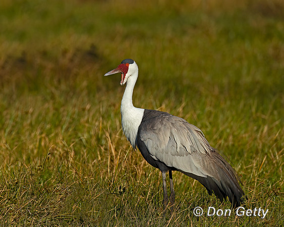 Wattled Crane