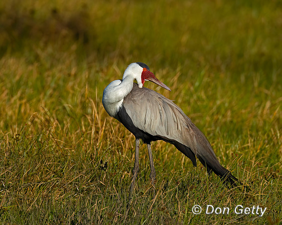 Wattled Crane