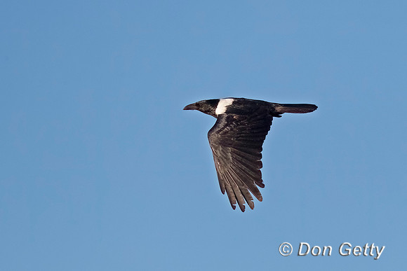 Pied Crow