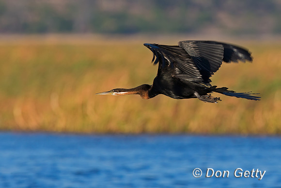 African Darter