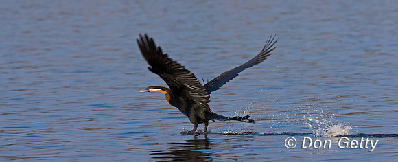 African Darter