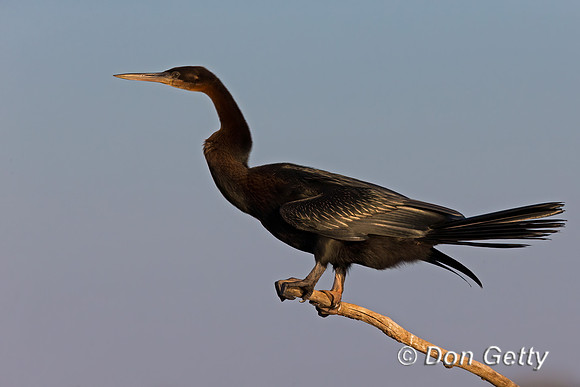 African Darter