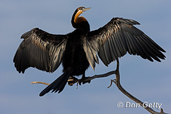 African Darter
