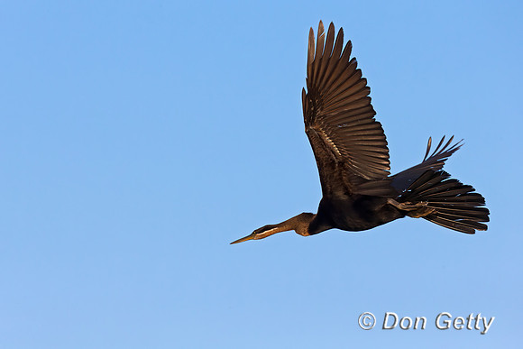 African Darter