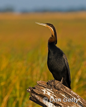 African Darter