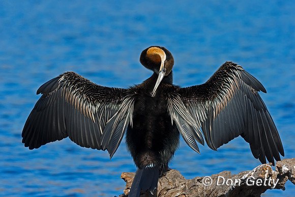 African Darter