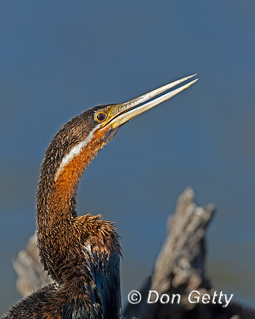 African Darter