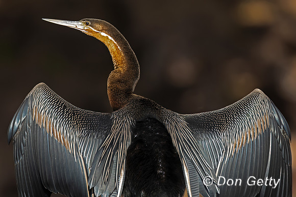 African Darter