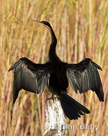 African Darter