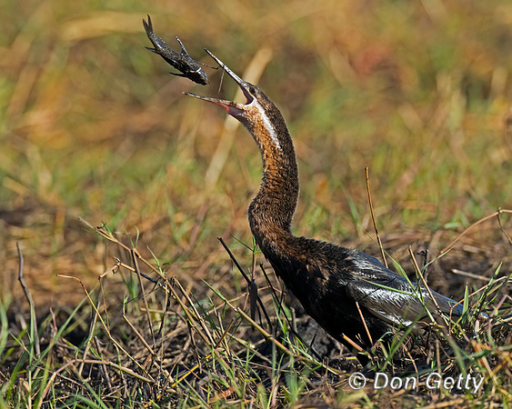 African Darter