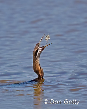 African Darter