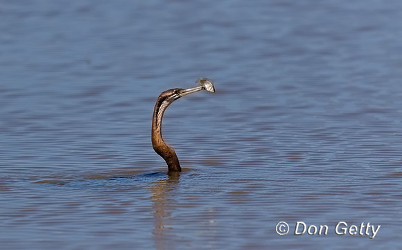 African Darter