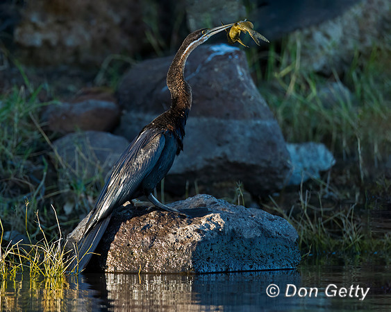 African Darter