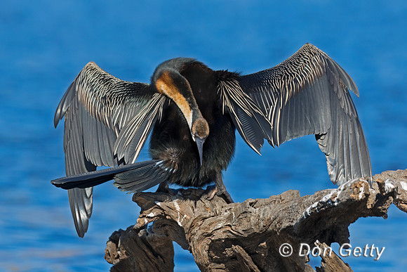 African Darter