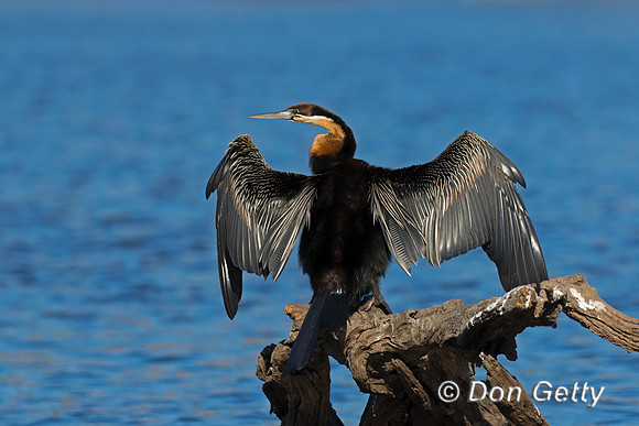 African Darter