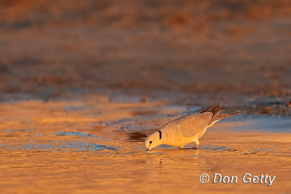 Ring-necked Dove,