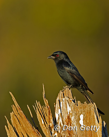 Fork-tailed Drongo