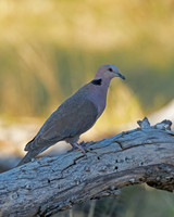 Red-eyed Dove