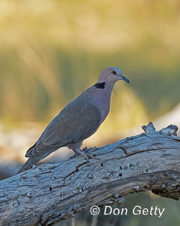 Red-eyed Dove