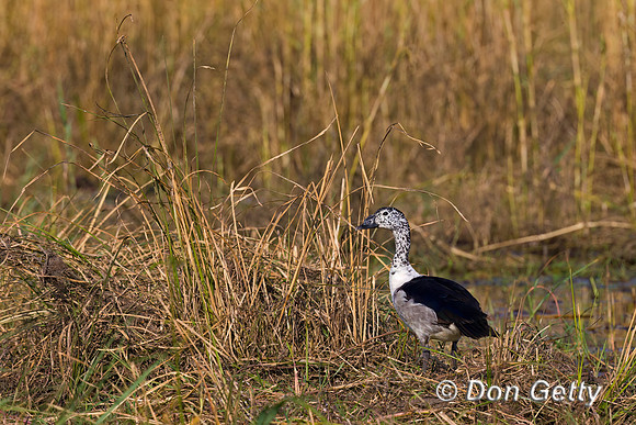 Knob-billed Duck