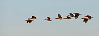 White-faced Whistling Duck