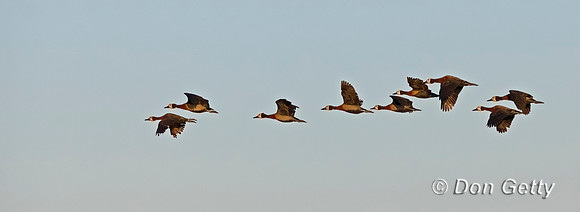 White-faced Whistling Duck