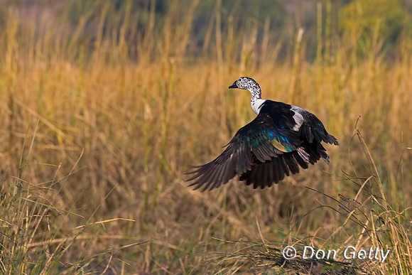Knob-billed Duck