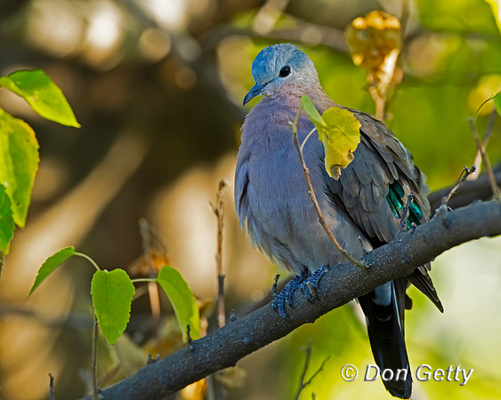 Emerald-spotted Wood Dove