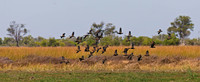 White-faced Whistling Duck