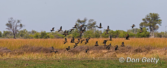 White-faced Whistling Duck