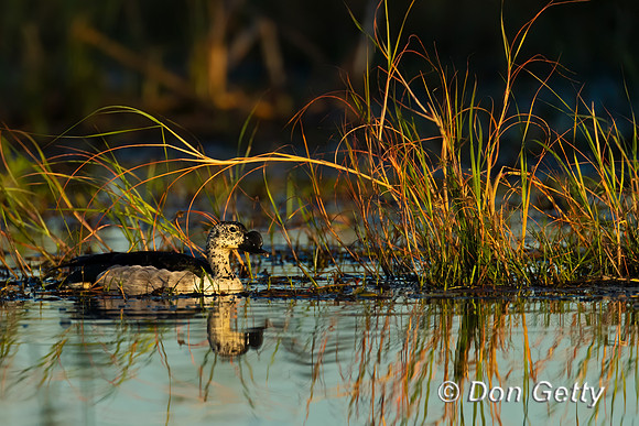 Knob-billed Duck