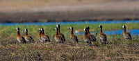 White-faced Whistling Duck