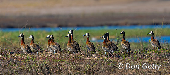 White-faced Whistling Duck