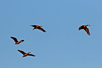 White-faced Whistling Duck