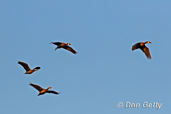 White-faced Whistling Duck