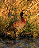 White-faced Whistling Duck