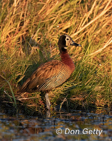 White-faced Whistling Duck