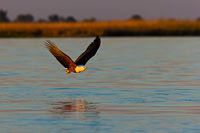 Fish Eagle