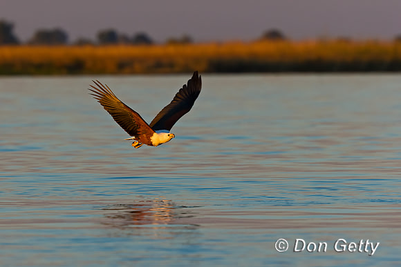 Fish Eagle