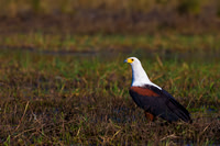 Fish Eagle