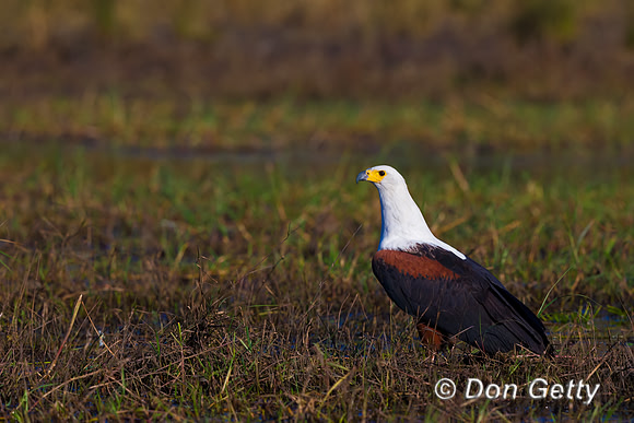 Fish Eagle