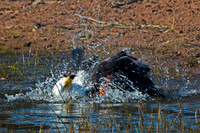 Fish Eagle