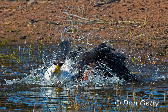Fish Eagle