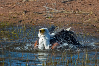 Fish Eagle