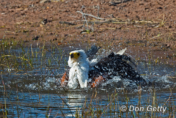 Fish Eagle