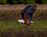 Fish Eagle